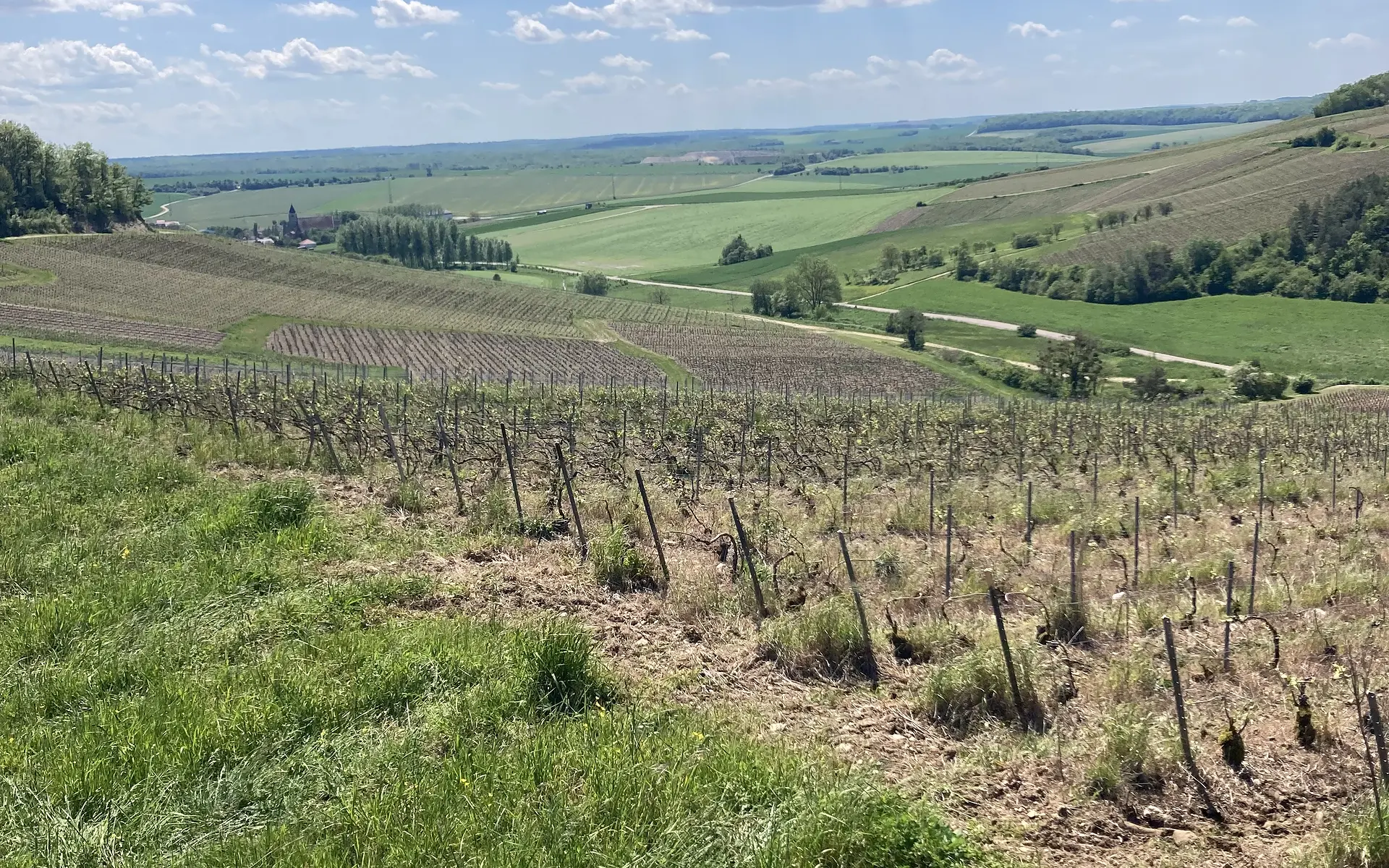 Les vignes du domaine Jeandon-Privé en Côte des Bar